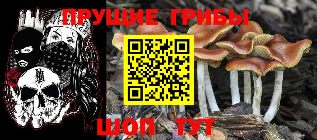 Можга  Псилоцибиновые грибы MAGIC MUSHROOMS  Псилоцибиновые грибы Magic Shrooms  Вход с VPN 